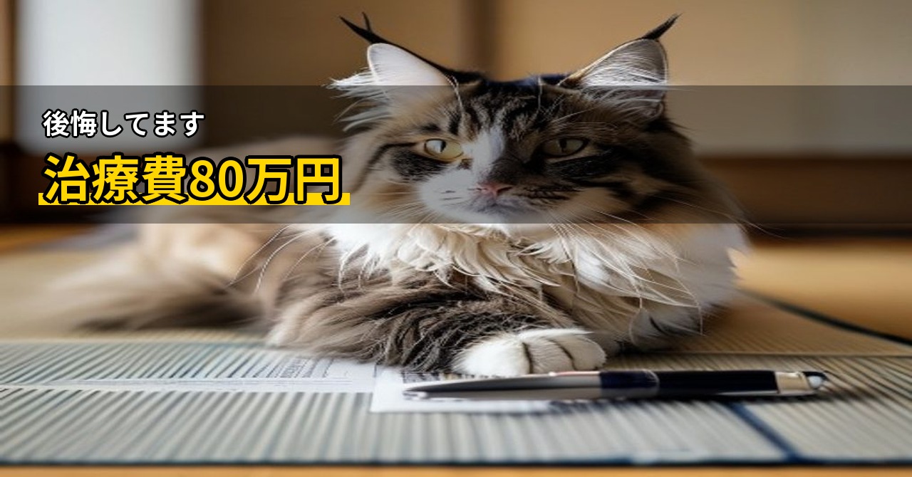 猫の保険に入らなかった後悔。リアルな医療費と「早く入ればよかった」と思った話