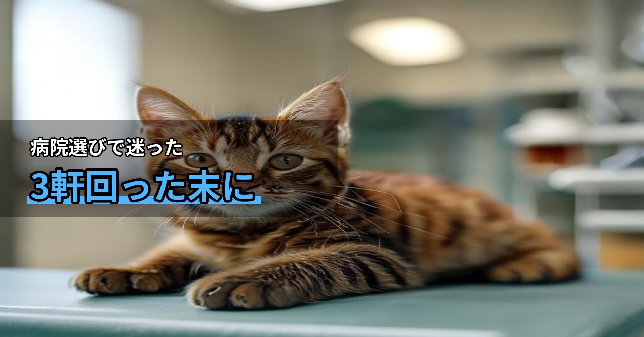 猫の動物病院の選び方｜チェックすべきポイントと病院探しのコツ