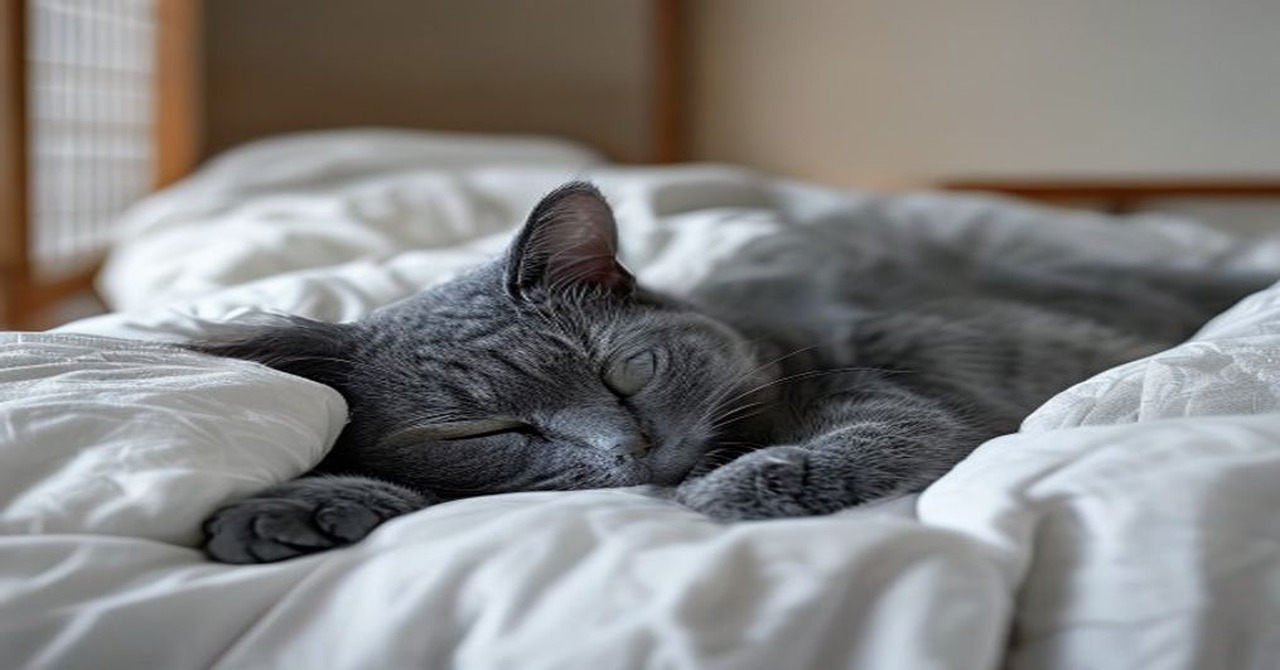 猫の様子
