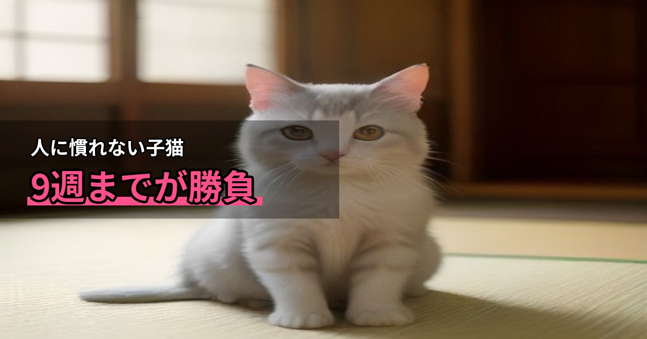 子猫の社会化はいつまで？生後2〜9週が鍵になる理由と家庭でできる慣らし方